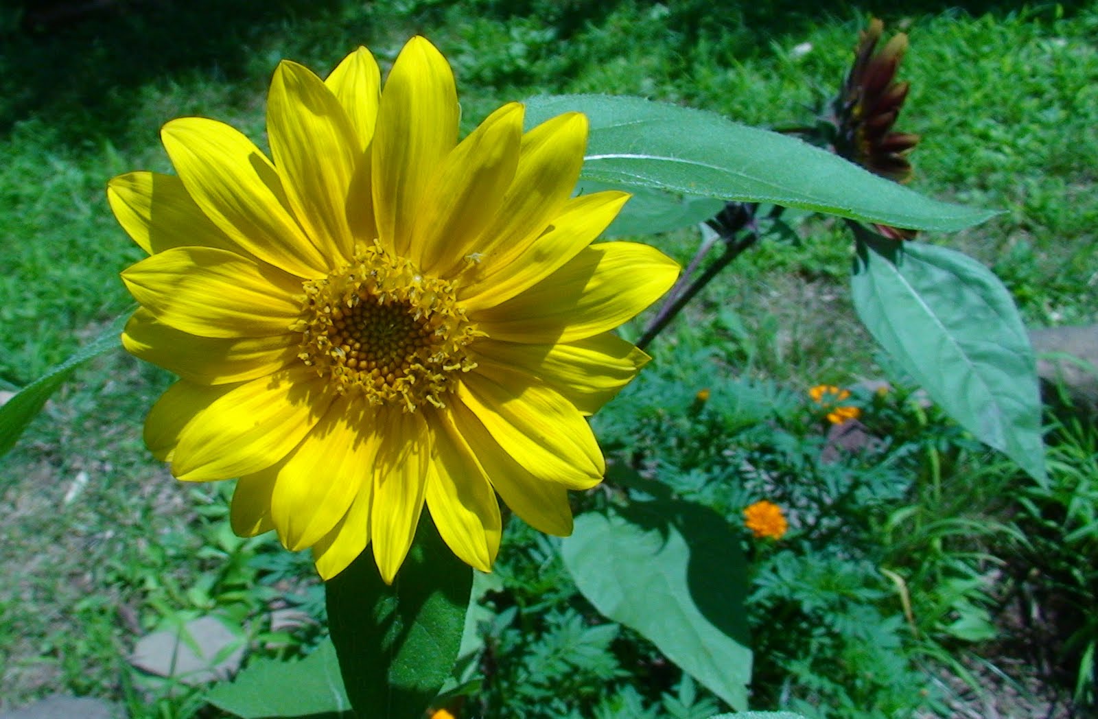 Nyack Backyard Growing Black Oil Sunflowers
