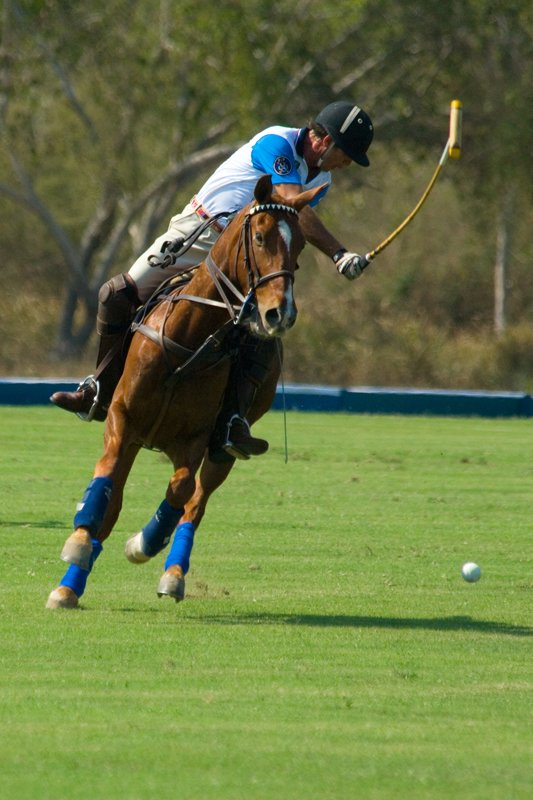 [polo_3(crop).jpg]