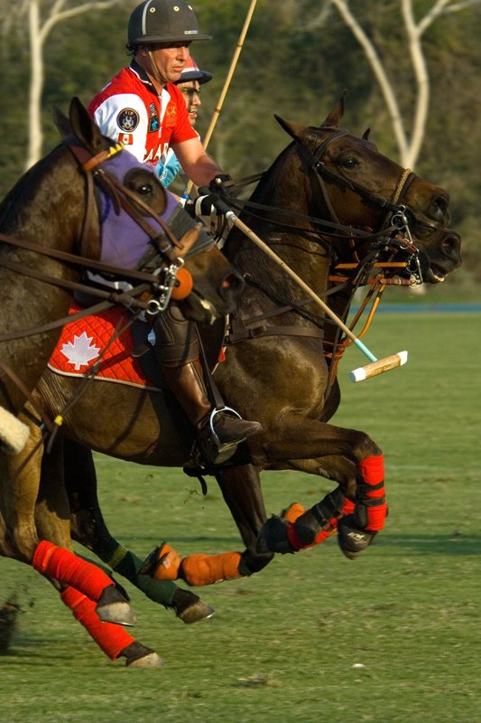 [polo_9(crop).jpg]