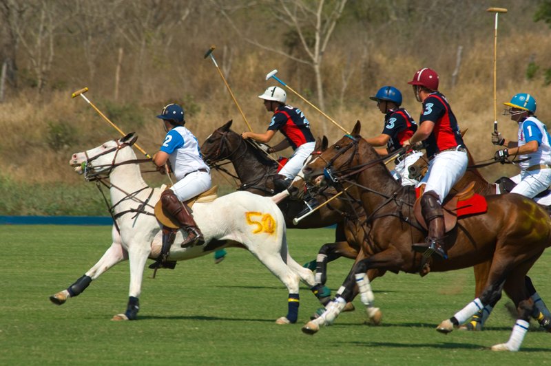 [polo_6.jpg]