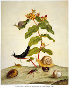 pioneering entomologist, Maria Sibylla Merian. (msm image)