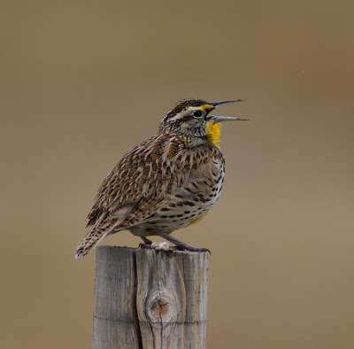 The Meadowlark is Wyoming's state bird, as it is for several other states.