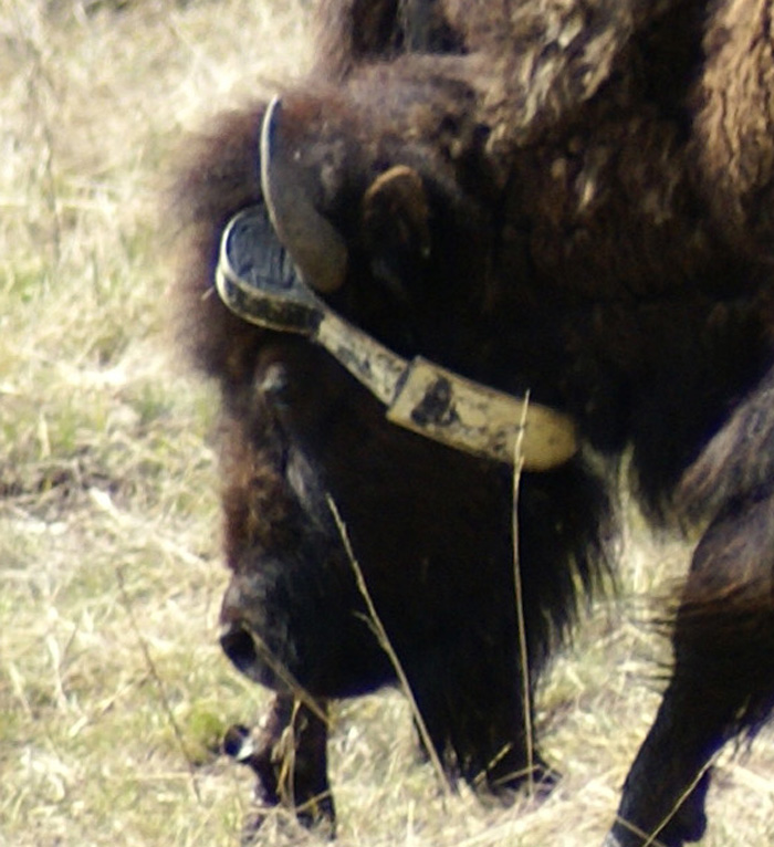 [bison.JPG]