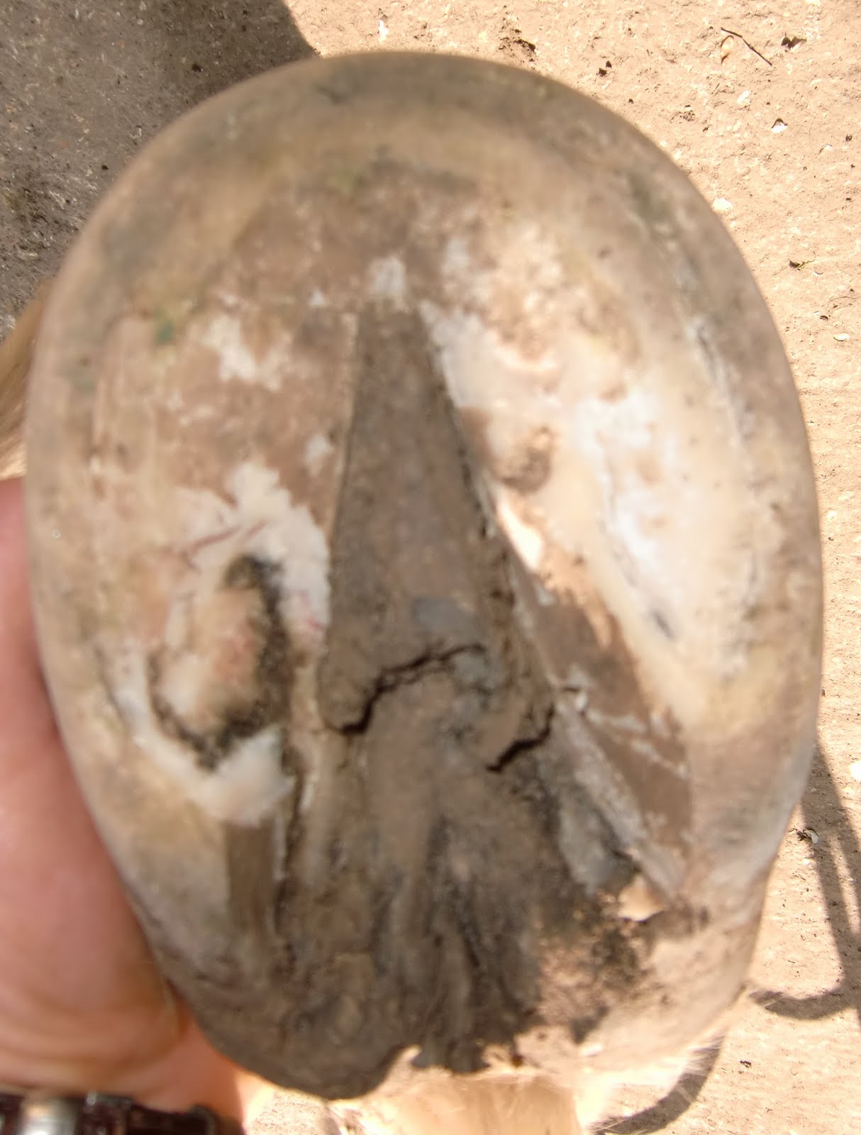 Barefoot Horse Blog Equine corns