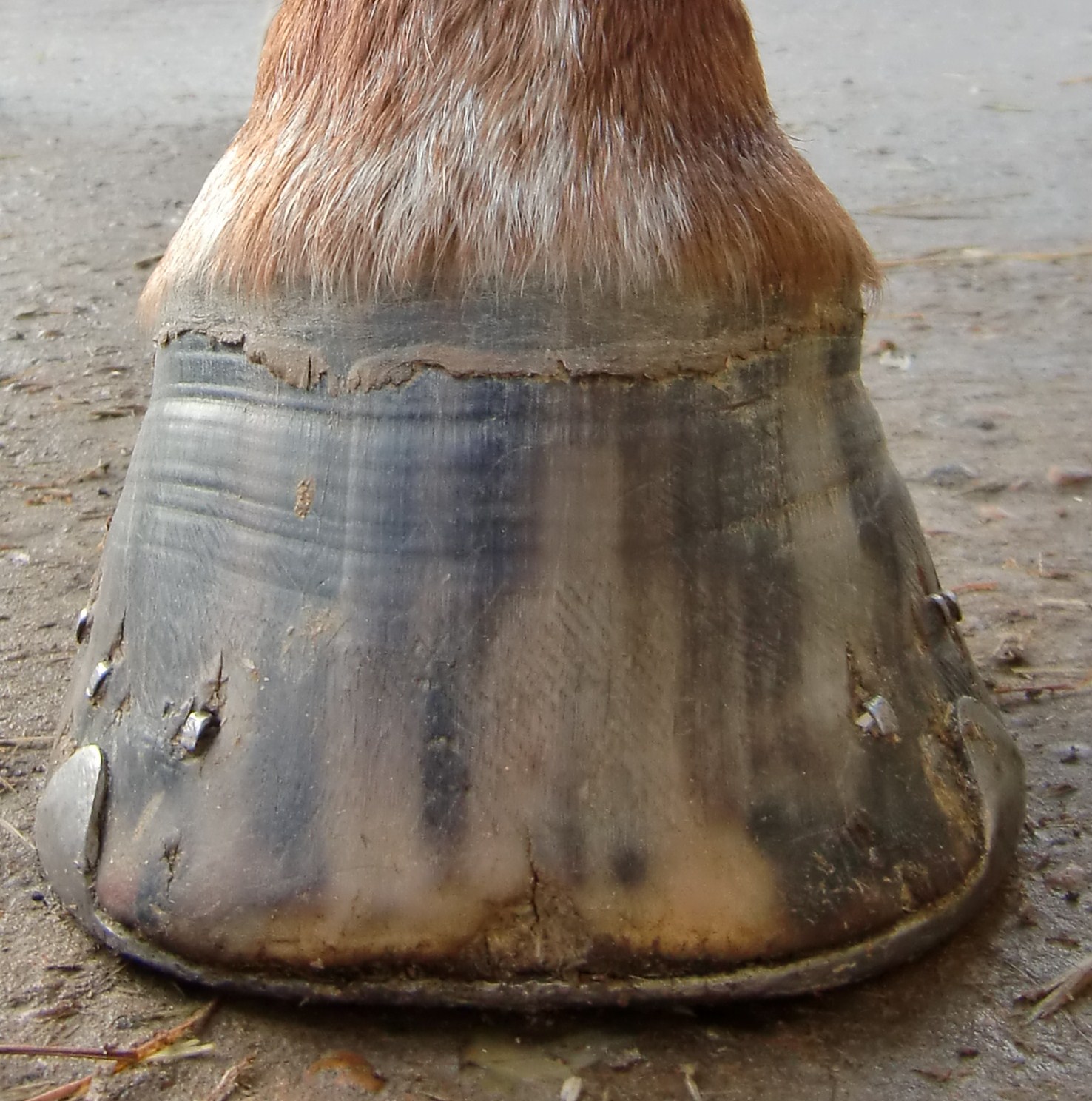 Barefoot Horse Blog Transition assessing visual changes