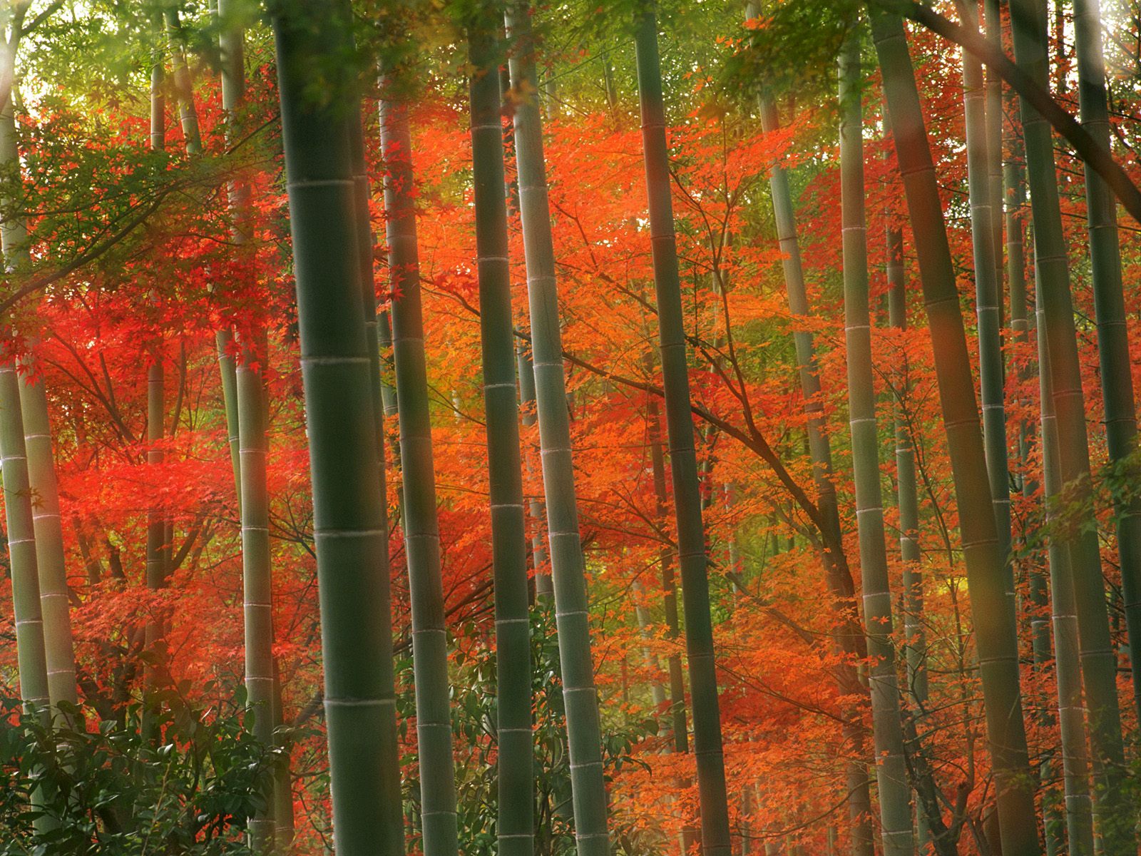 [Bamboo+Forest,+Arashiyama+Park,+Kyoto,+Japan.jpg]