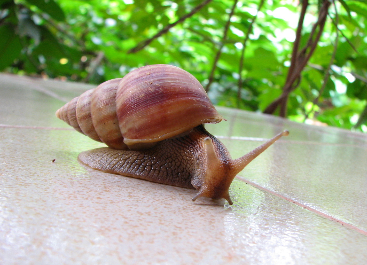 [big+snail!.jpg]