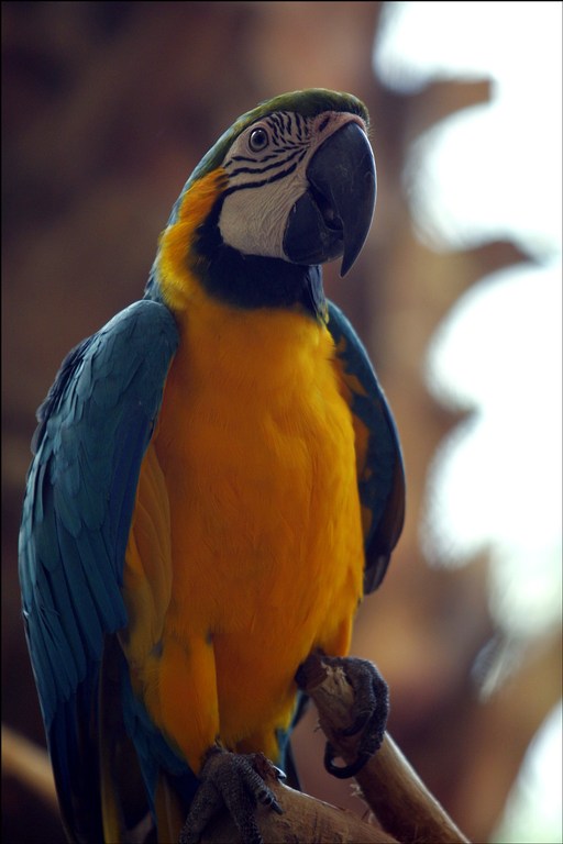 orange parrot