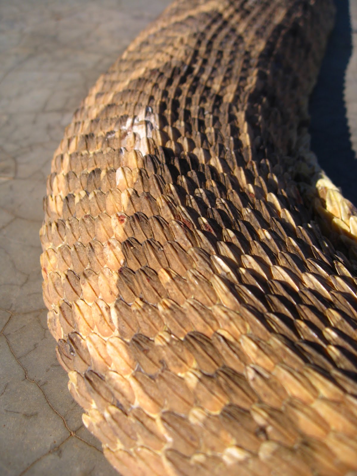 Out of Africa... "Snakes, I hate snakes."