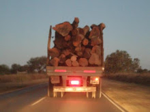 ¿QUE PASA CON LA LEY DE BOSQUES?