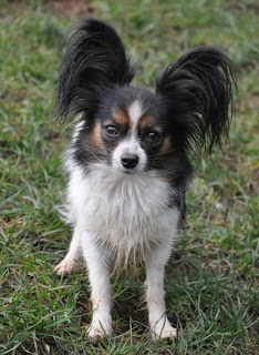 papillon dog do they shed