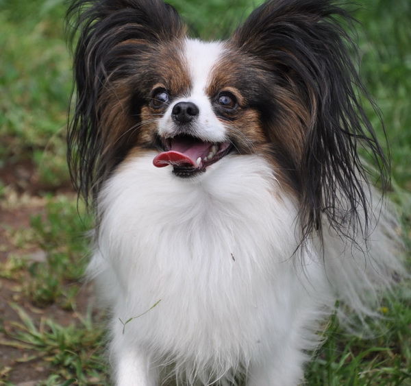 Road's End Papillons Anal Glands Sacs Infection a common Small