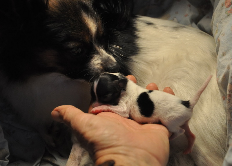 newborn papillon puppies