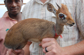 Dik-Dik