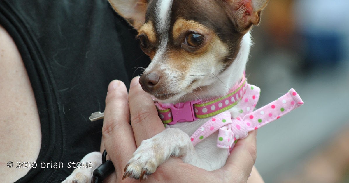 Terrell Texas Daily Photo Terrell Heritage Jubilee Dog Show