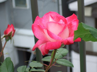 本日休魚 別館 バラht 聖火