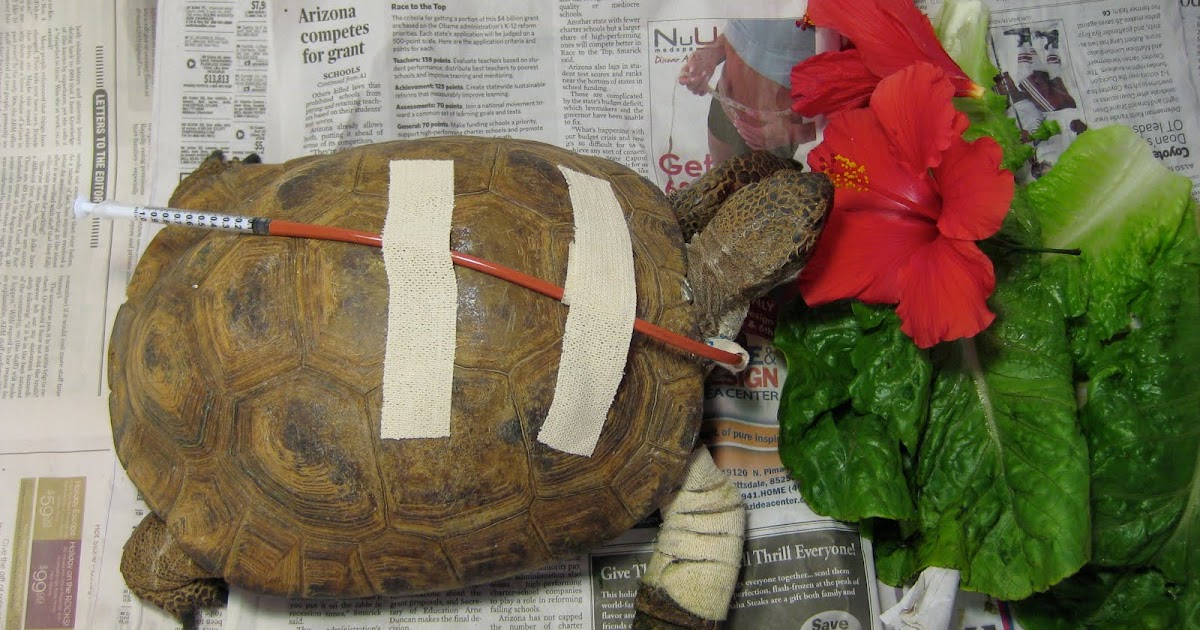 Desert Tortoise Tales: Anatomy lesson
