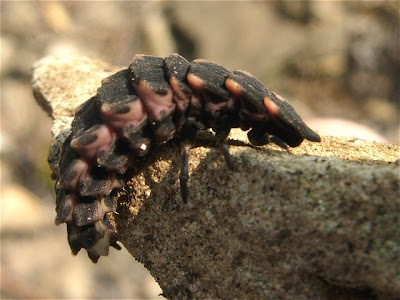 larva worm
