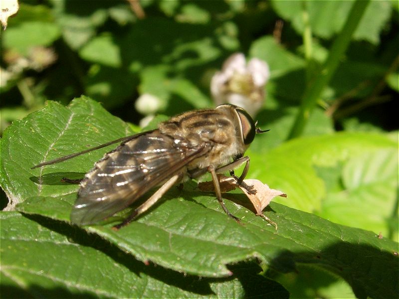 [tabanus_26jun07_800l_20b.jpg]