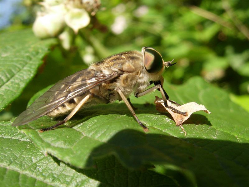 [tabanus_26jun07_800l_20a.jpg]
