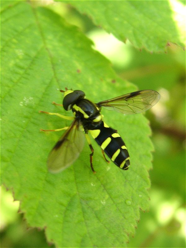 [xanthogramma_pedisequum_26jun07_800p_20.jpg]