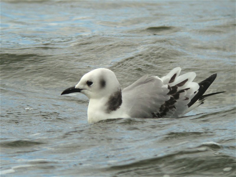 Kittiwake Bird