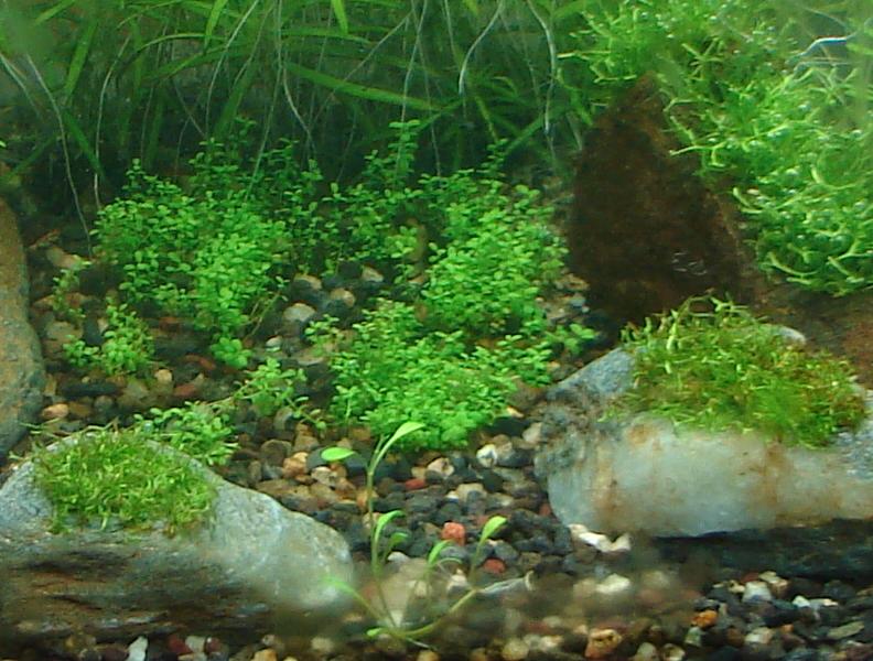 [riccia+30+de+junio+2009.jpg]