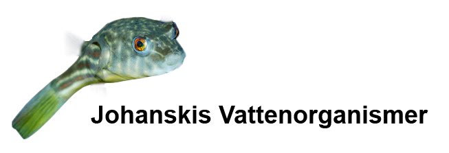 Johanskis vattenorganismer