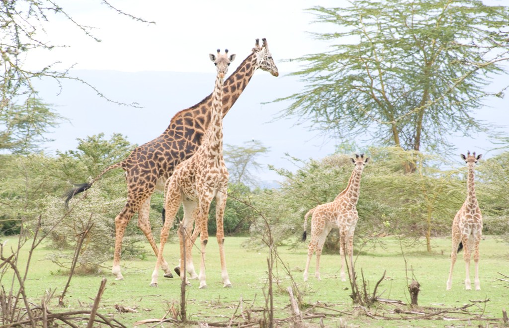 [Giraffes-Rift+Valley.jpg]
