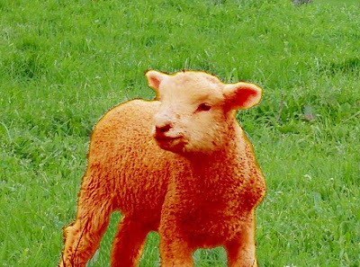 orange lamb standing in a field
