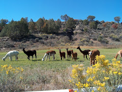 Navajo Lake Alpacas