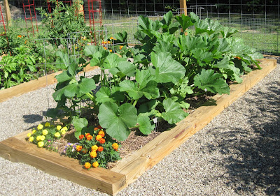 Growing Summer Squash