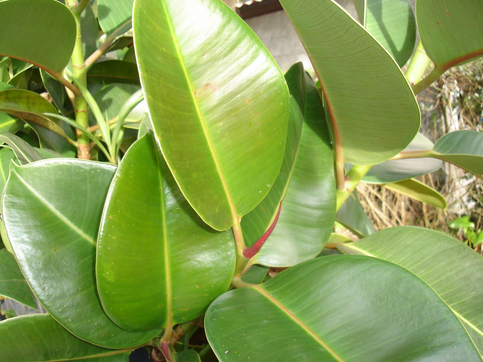 [Ficus+elastica+1.JPG]