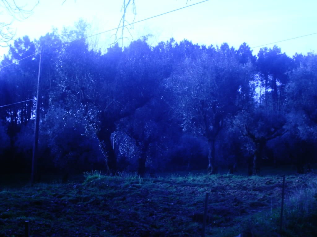 [IMAG0021+-+OLIVAL+EM+BELAS.JPG]