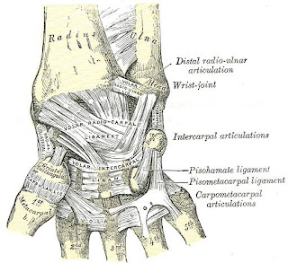movement of wrist joint pdf