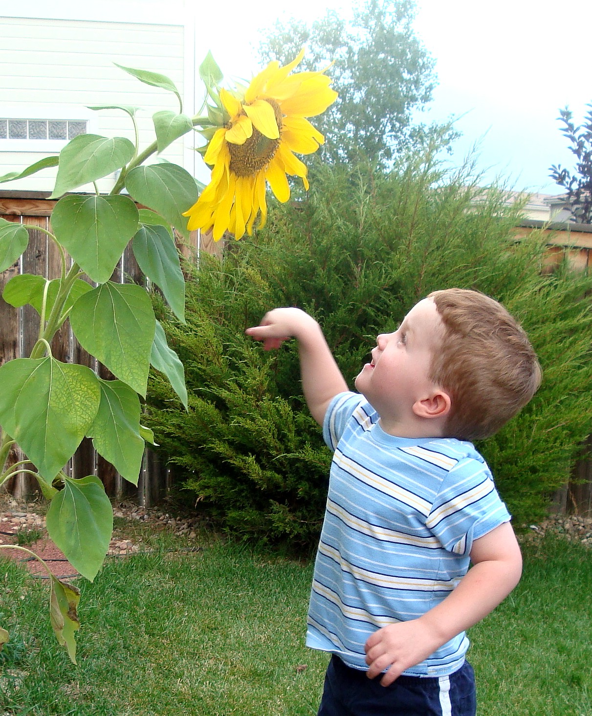 [Tucker+sunflower.jpg]