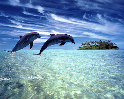 Wallpaper Desktop Dolphin. free dolphin wallpapers for