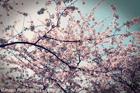 Cherry Blossom Vintage Effect