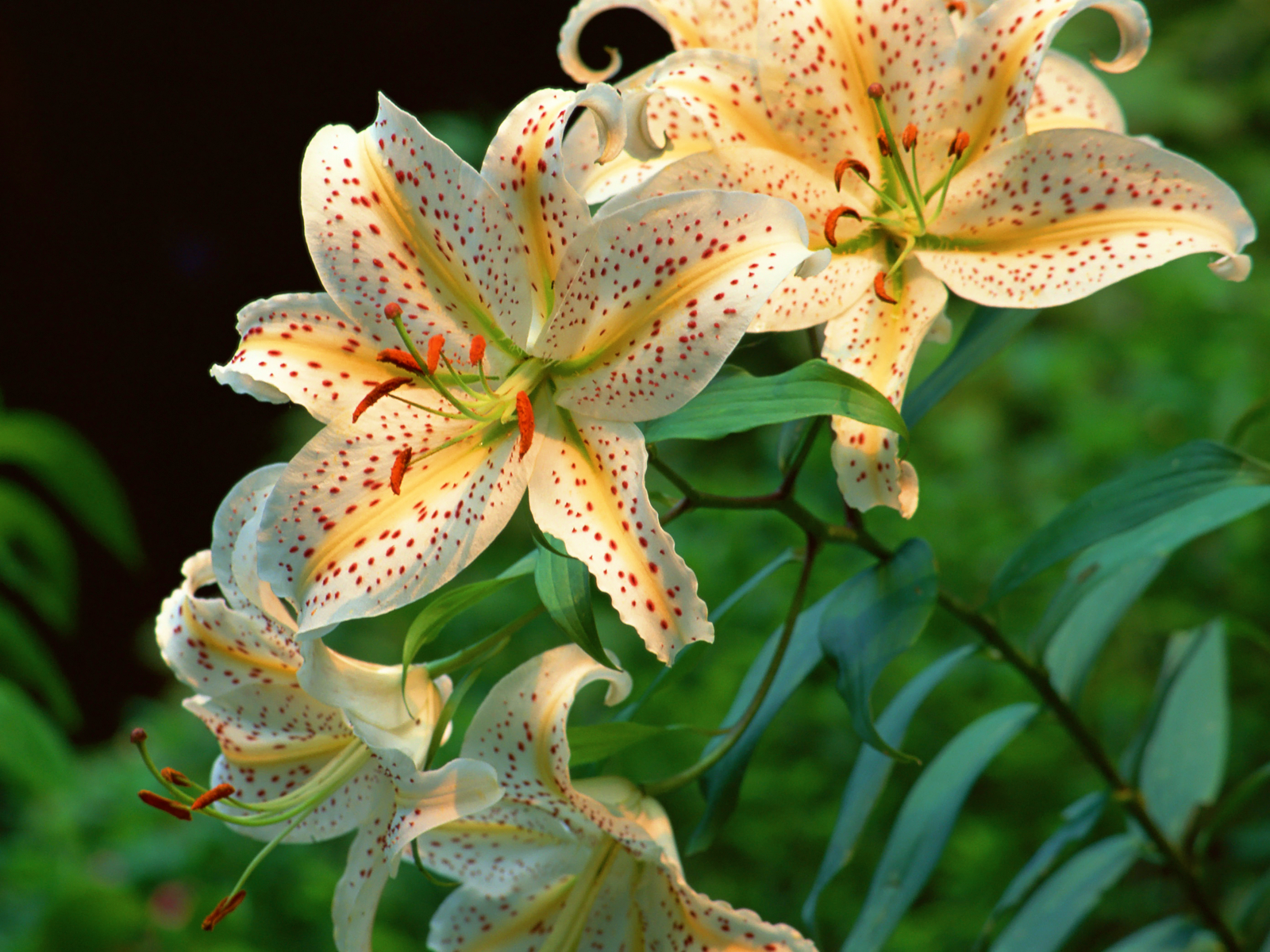 Summer Flower Lilies