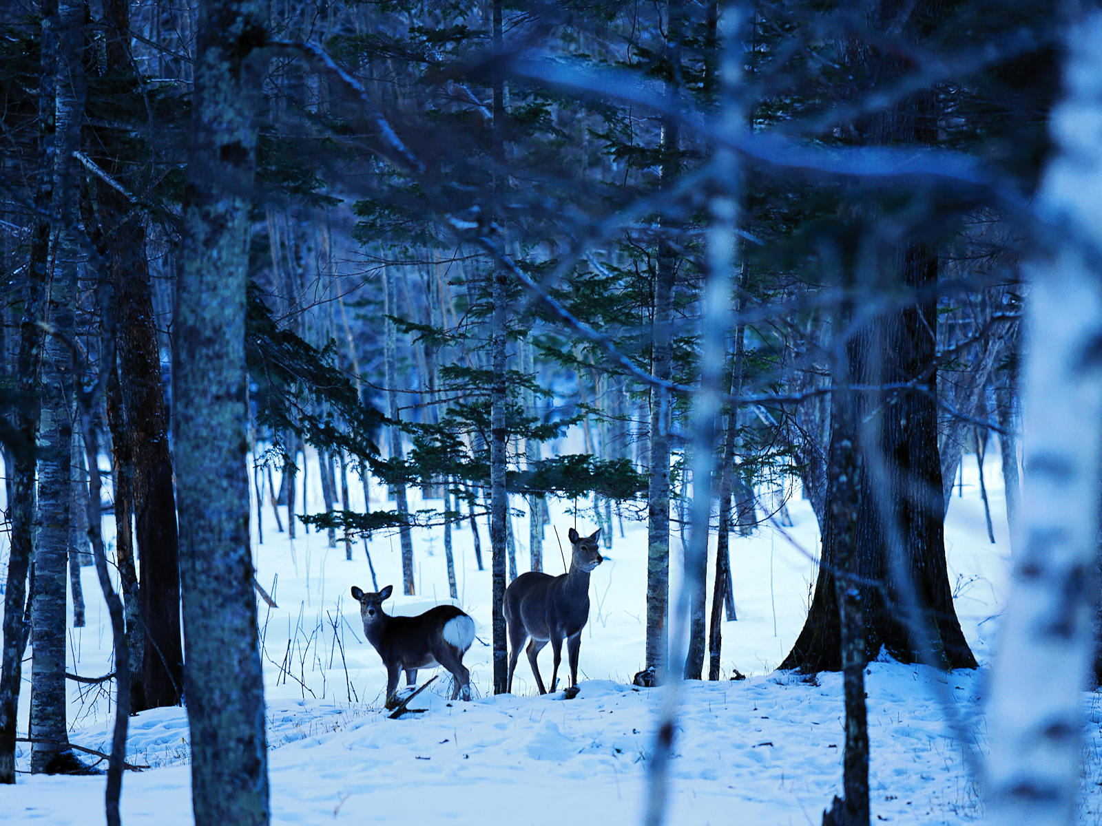 http://1.bp.blogspot.com/_e8UnOo2PQhY/TNVJT9N0mDI/AAAAAAAAAuc/gtP9ZZf5W8s/s1600/Winter%20Forest%20and%20Deer%20Wp%20tangledwing.png