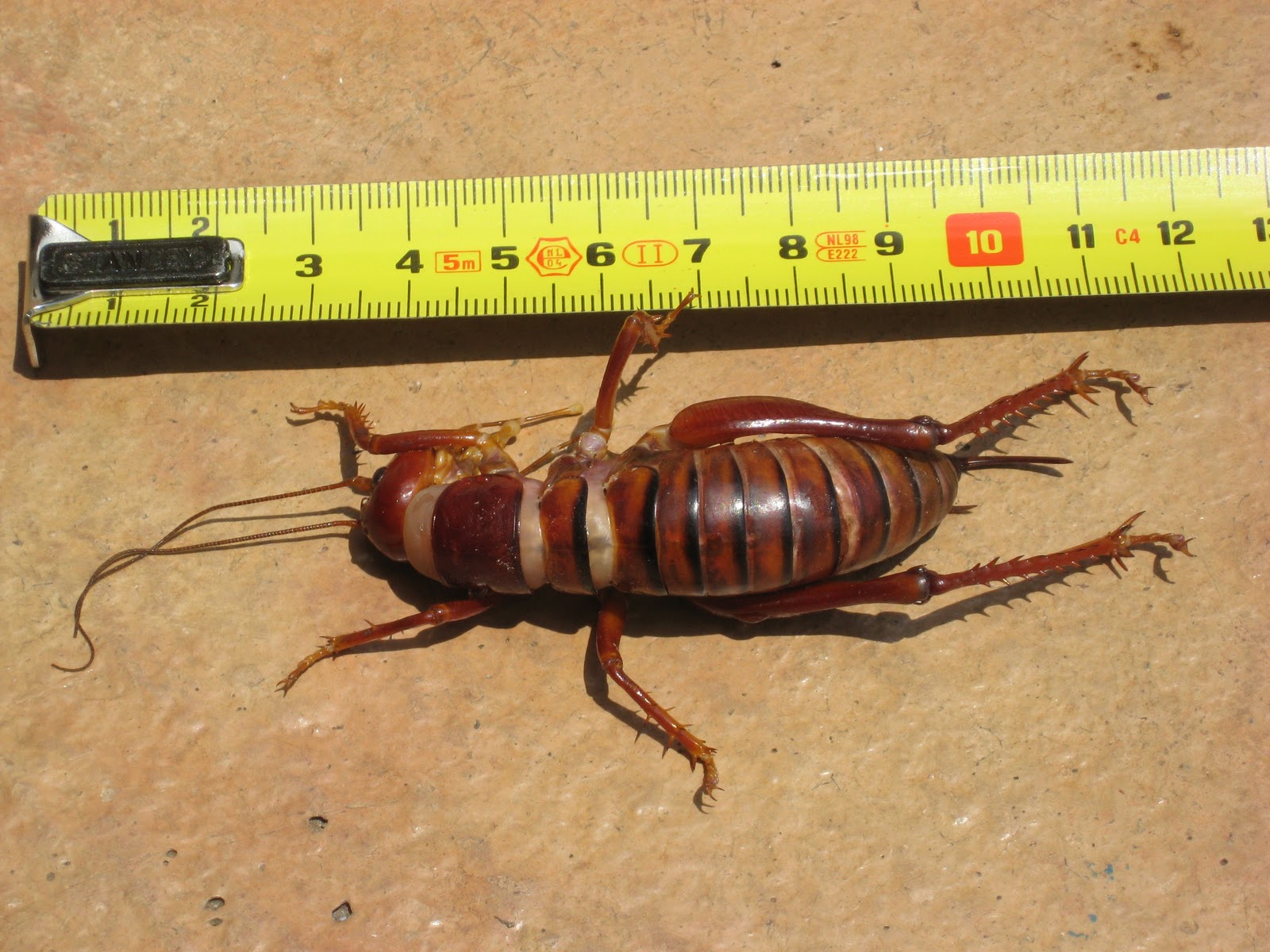 Our South African Adventure Parkhurst Prawn