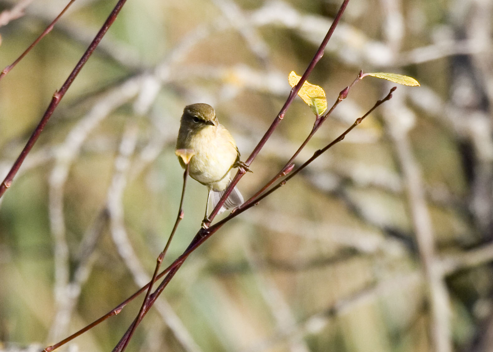 [9+Mosquitero+comn1393.jpg]