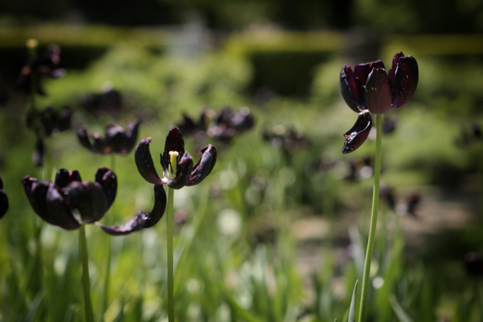 [IMG_5347-Edit.jpg]