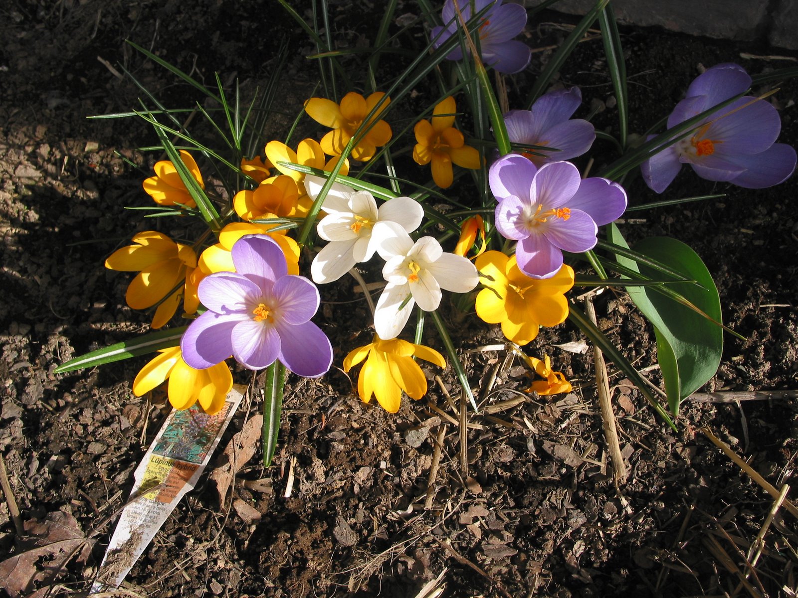 [reservation+pics+and+spring+crocus+009.jpg]