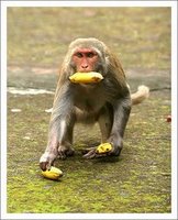 [macaco-02.jpg]