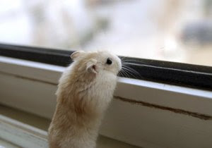 Little_baby_Hamster_by_Kivo_De_Fly.png