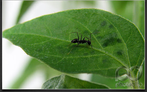 Black Ant in Chili Pepper Leaf