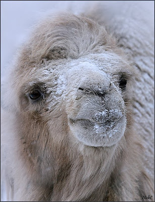 Le jeu de la photo Camel+in+Snow+-+by+Nickl