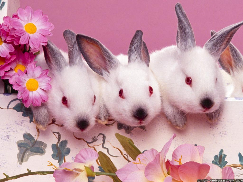 http://1.bp.blogspot.com/_eCShgHga-_g/S7ek_i6dwBI/AAAAAAAAF44/2RBC7-2RzO4/s1600/cute-bunnies-easter-wallpaper.jpg