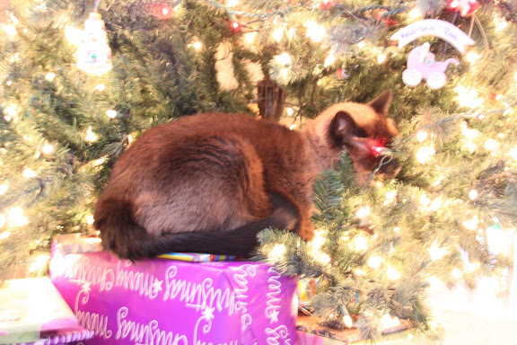 Big Cat In Tree. Big Tone LOVES the Christmas